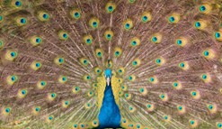 peacock