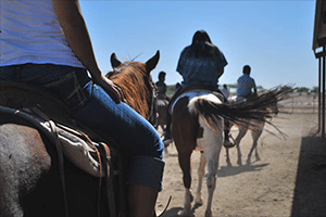 Horse